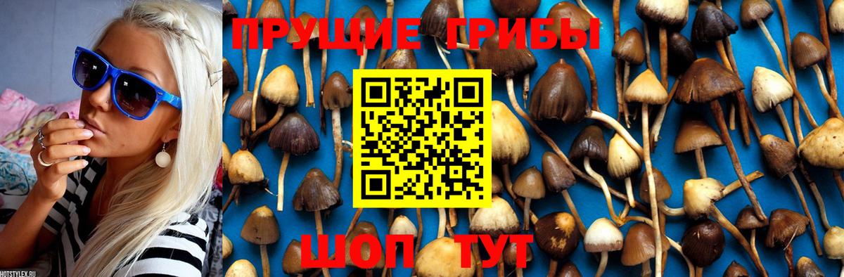 Кызыл  Псилоцибиновые грибы MAGIC MUSHROOMS  Вход с VPN 